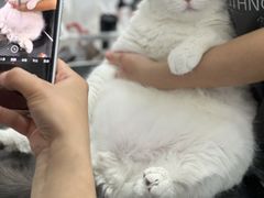 -山宅一喵德文卷毛猫舍