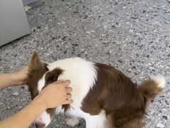 -萌兽医馆·绝育·24小时内科·宠物医院(德胜店)