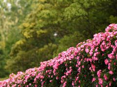 -上海滨江森林公园