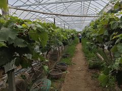 -马陆小张葡萄园农家乐