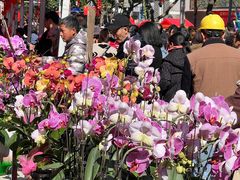 -越秀西湖花市(广州城市广场花卉店)