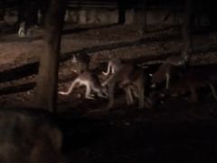 -清迈夜间动物园