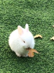 -萌宠亲子动物乐园(槐房万达店)