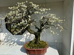 -香雪海