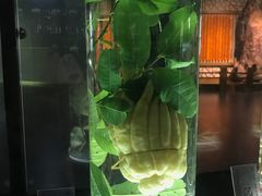 -广东中医药博物馆