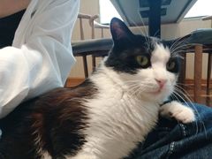 -绒爪撸猫下午茶·猫咖