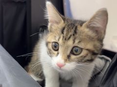 -心仪动物医院·牙专科·肿瘤·心脏科(西客站院)