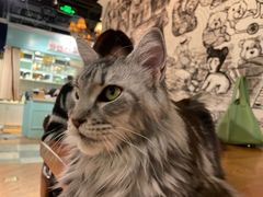 -猫小院猫主题餐厅(三里屯店)