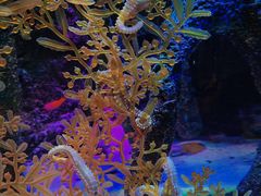 -沈阳海洋探索中心