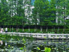 -金银湖国家城市湿地公园