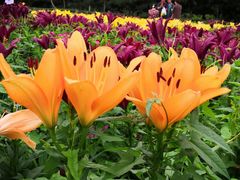 -长春公园(普阳街道)