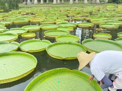 -中国科学院西双版纳热带植物园