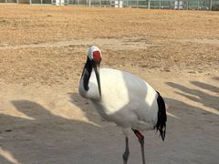 -盐城丹顶鹤湿地生态旅游区