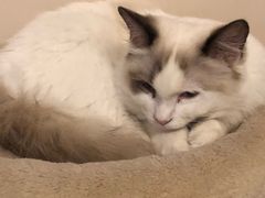 环境不错，一屋子各式各样的猫咪-有猫儿腻咖啡厅.猫咖