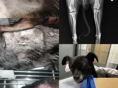 -伟伟宠物医院·CT影像中心·瑞派犬猫综合性门诊(汉口总院)