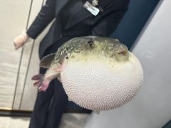 -鲐赏河豚(长寿店)