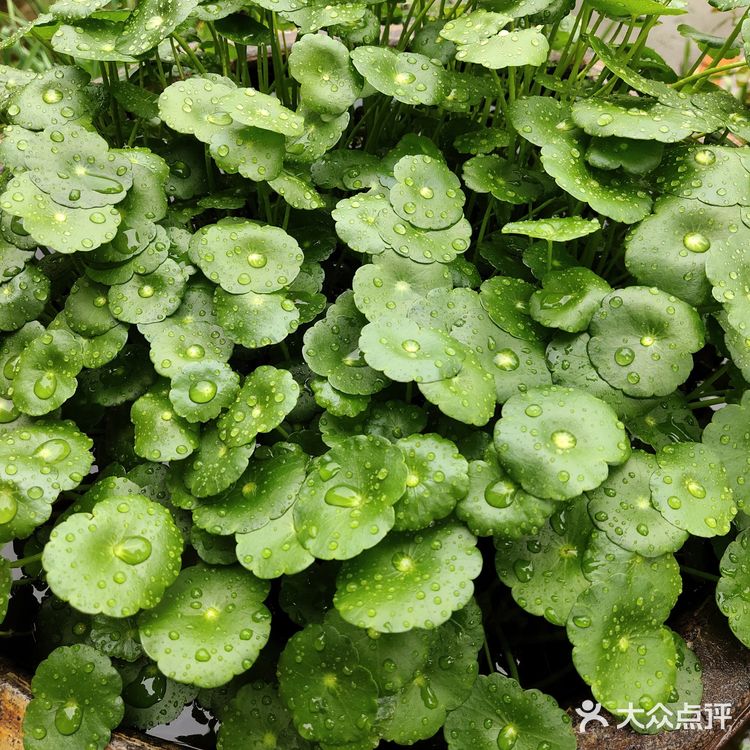 金钱草是一种常见植物，而且是一种中药材，主要功效可预