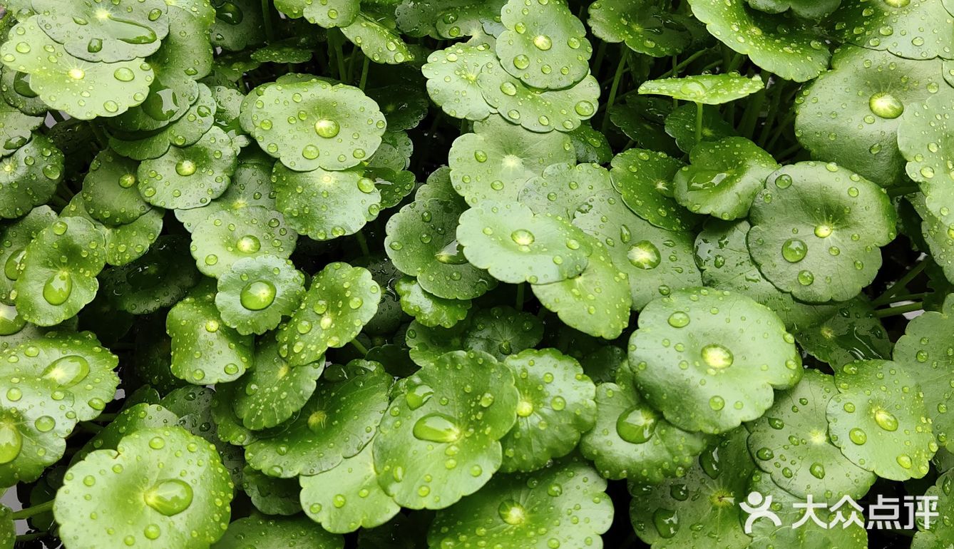 金钱草是一种常见植物，而且是一种中药材，主要功效可预