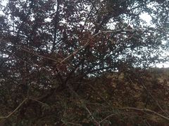 -蔚县茶山村