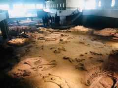 -自贡恐龙博物馆