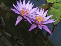 -国家植物园