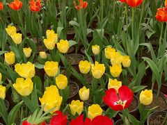 -南宫五洲植物乐园