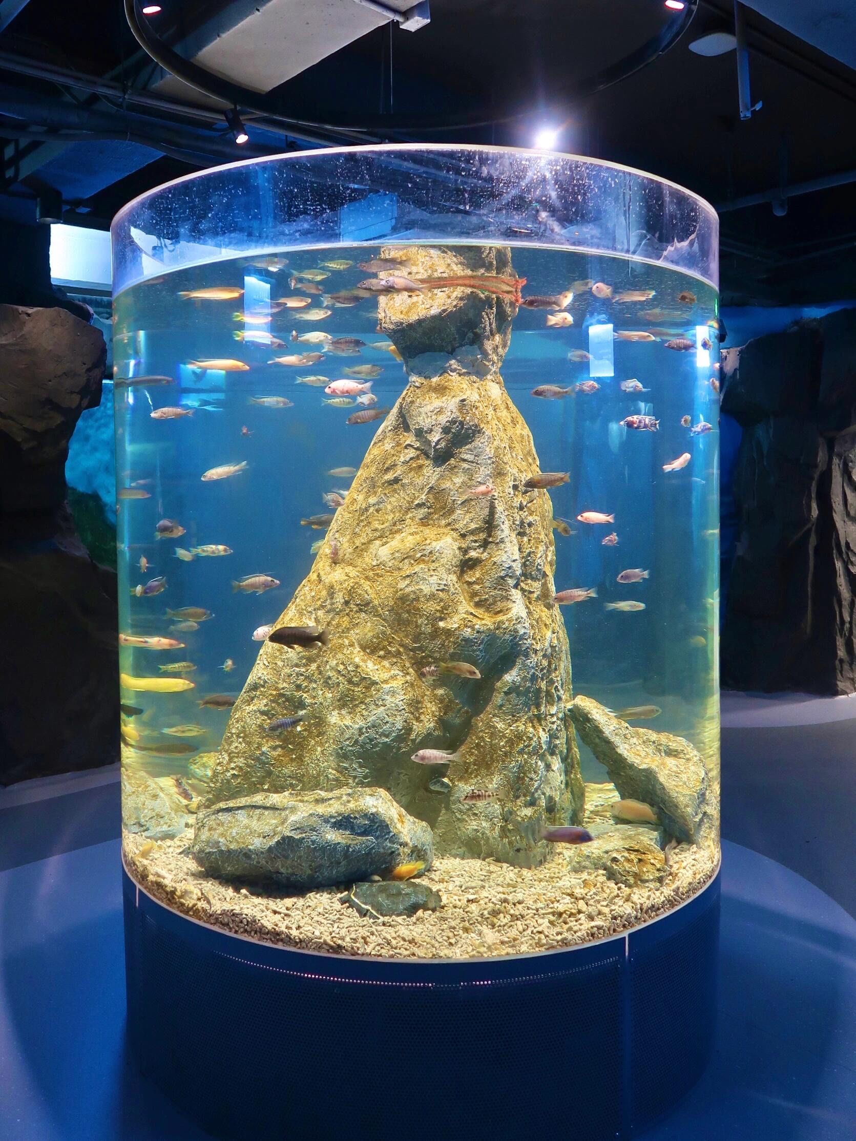 北京 61 免费的水族馆(国家自然博物馆攻略)