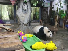 -海南热带野生动植物园