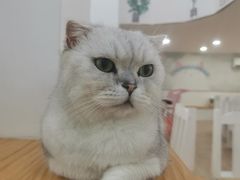 -李小姐の猫咖啡馆(五角场店)