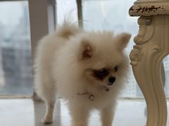 -共舞时光猫咖·狗咖(新街口店)