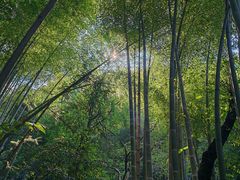 -莫干山风景区