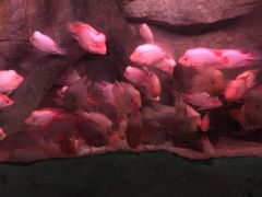 -泉城欧乐堡海洋极地世界