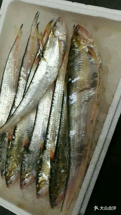 南田渔港长江刀鱼图片 - 第1张