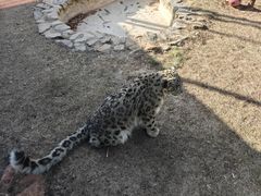 -青藏高原野生动物园