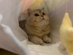 -爱侣宠医·鹦鹉专科·小型哺乳类·异宠专科(灵石路店)