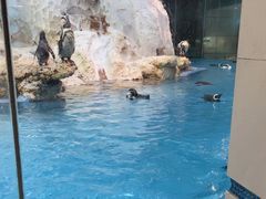 -帝企鹅自助餐厅•儿童岛•真企鹅(长隆企鹅酒店)