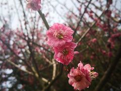 -芜湖方特旅游度假区