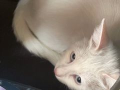 -A猫a狗全科·犬猫异宠·芥西宠物医院(南开总院)
