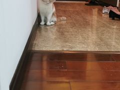 -伟伟宠物医院·CT影像中心·瑞派犬猫综合性门诊(汉口总院)
