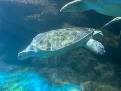 -海合安青岛极地海洋公园