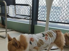 -怪兽屋·羊驼·猫咖·狗咖(俊华广场店)