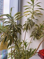 -WENDY·温迪皮肤管理