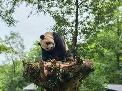 -都江堰中华大熊猫苑