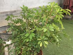 -明慧茶院(大觉寺路店)