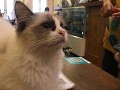 -猫色咖啡·猫咖