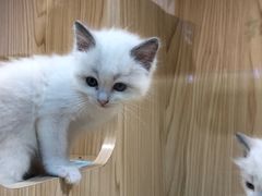 -屋虎猫馆(宝安大仟里店)
