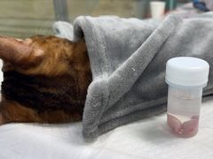 -达爱动物医院·犬猫分区·CT·复杂眼科(远洋山水分院)