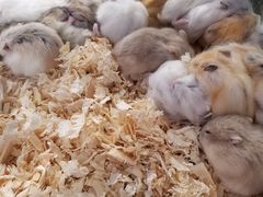 -龟与熊猫宠物公园(南坪店)