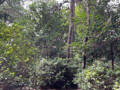 -铁山坪森林公园