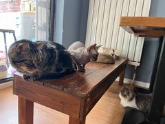 -这儿没有猫·猫咖萌宠馆·撸猫